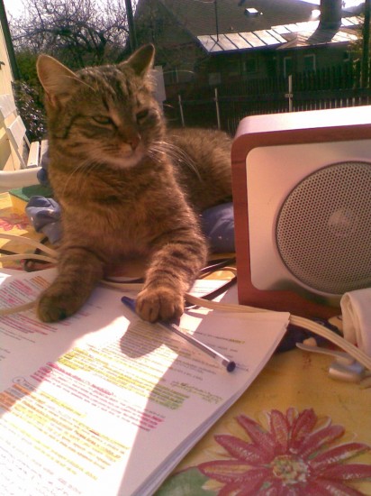 Mici na pednce