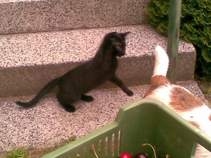 Manki a Barin ocas 1