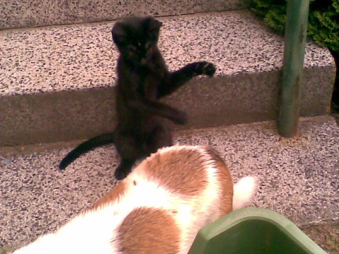 Manki a Barin ocas 2
